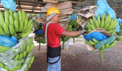 banana worker banana worker