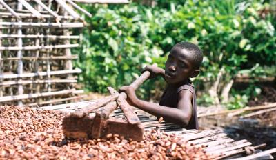 Child raking cocoa in Cote d'Ivoire Child raking cocoa in Cote d'Ivoire