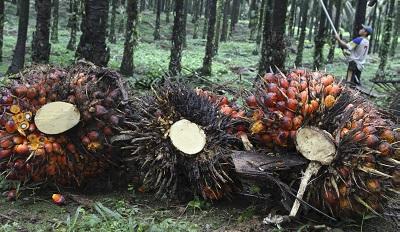 palm oil