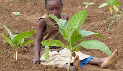 Child in tobacco field Child in tobacco field
